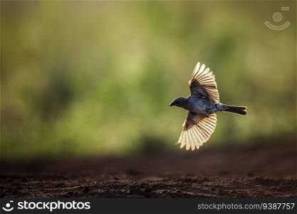 Southern Grey-headed Sparrow in flight in backlit in Kruger National park, South Africa   Specie family Passer diffusus of Passeridae. Southern Grey headed Sparrow in Kruger National park, South Africa