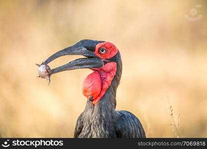 Southern ground hornbill with a Rain frog