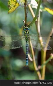 Southern hawker, or Aeshna cyanea dragonfly, outdoors