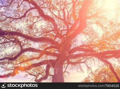 Southern live oak tree with widely spread branches, dreamy vintage toning applied