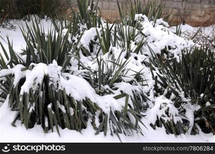Southern plants in the park covered with snow