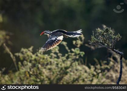 Southern Red billed Hornbill flying in backlit in Kruger National park, South Africa ; Specie Tockus rufirostris family of Bucerotidae. Southern Red billed Hornbill in Kruger National park, South Africa