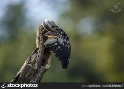 Southern Red billed Hornbill grooming an preening in Kruger National park, South Africa   Specie Tockus rufirostris family of Bucerotidae. Southern Red billed Hornbill in Kruger National park, South Africa
