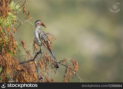 Southern Red billed Hornbill isolated in natural background in Kruger National park, South Africa ; Specie Tockus rufirostris family of Bucerotidae. Southern Red billed Hornbill in Kruger National park, South Africa