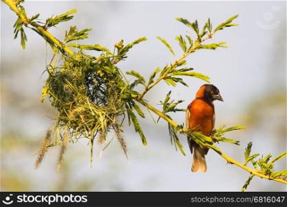 Southern Red Bishop busy building a nest, Namibia