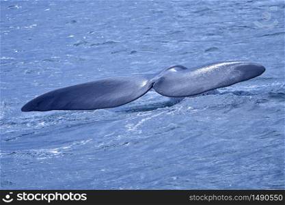 Southern Right Whale, Eubalaena australis, Gansbaai, Western Cape, South Africa, Africa