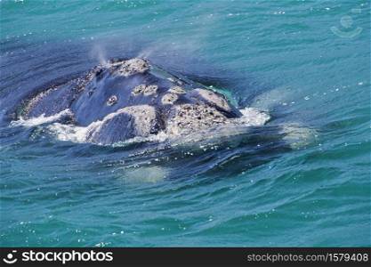 Southern Right Whale, Eubalaena australis, Gansbaai, Western Cape, South Africa, Africa