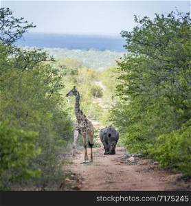 Southern white rhinoceros and Giraffe in Kruger national park, South Africa ; Specie Ceratotherium simum simum and Giraffa camelopardalis . Southern white rhinoceros and giraffe in Kruger National park, South Africa