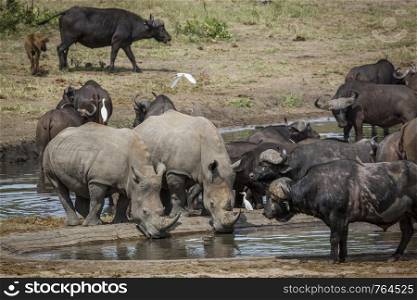 Southern white rhinoceros drinking in middle of buffalo herd in Kruger National park, South Africa ; Specie Ceratotherium simum simum family of Rhinocerotidae. Southern white rhinoceros and african buffalo in Kruger National park, South Africa