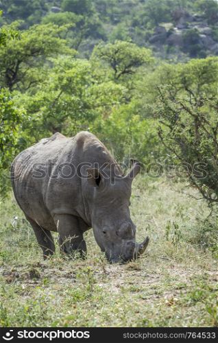 Southern white rhinoceros eating in green savannah in Kruger National park, South Africa ; Specie Ceratotherium simum simum family of Rhinocerotidae. Southern white rhinoceros in Kruger National park, South Africa