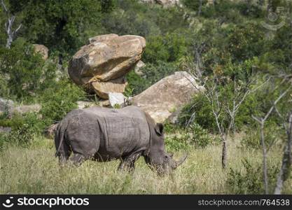 Southern white rhinoceros in boulder scenery in Kruger National park, South Africa ; Specie Ceratotherium simum simum family of Rhinocerotidae. Southern white rhinoceros in Kruger National park, South Africa