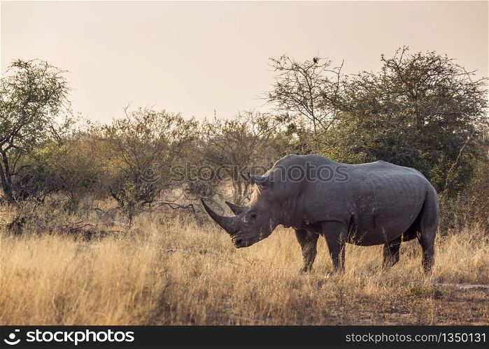 Southern white rhinoceros in savannah at dawn in Kruger National park, South Africa ; Specie Ceratotherium simum simum family of Rhinocerotidae. Southern white rhinoceros in Kruger National park, South Africa