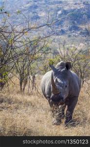Southern white rhinoceros in savannah in front view in Kruger National park, South Africa ; Specie Ceratotherium simum simum family of Rhinocerotidae. Southern white rhinoceros in Kruger National park, South Africa