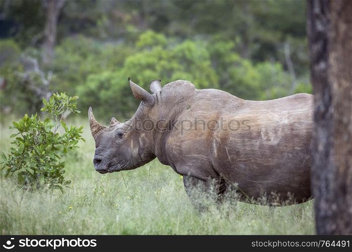 Southern white rhinoceros portrait in green savannah in Kruger National park, South Africa ; Specie Ceratotherium simum simum family of Rhinocerotidae. Southern white rhinoceros in Kruger National park, South Africa