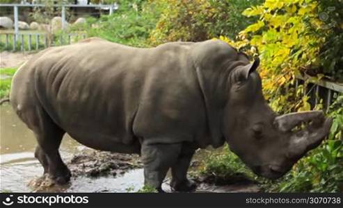Southern white rhinoceros stands and tramples puddle in autumn park