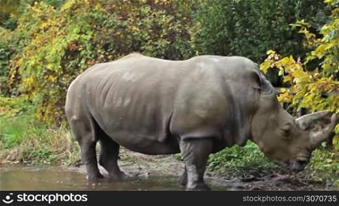 Southern white rhinoceros stands in puddle at autumn park