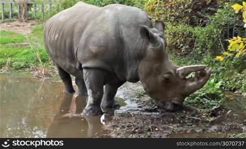 Southern white rhinoceros stands in puddle at autumn park, then moves forward