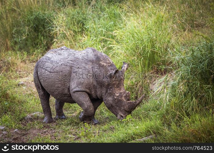 Southern white rhinoceros walking after mud bath in Kruger National park, South Africa ; Specie Ceratotherium simum simum family of Rhinocerotidae. Southern white rhinoceros in Kruger National park, South Africa