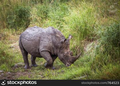 Southern white rhinoceros walking after mud bath in Kruger National park, South Africa ; Specie Ceratotherium simum simum family of Rhinocerotidae. Southern white rhinoceros in Kruger National park, South Africa
