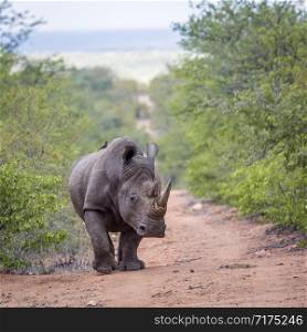 Southern white rhinoceros walking front view in Kruger National park, South Africa ; Specie Ceratotherium simum simum family of Rhinocerotidae. Southern white rhinoceros in Kruger National park, South Africa