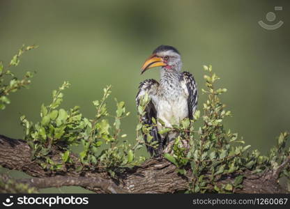 Southern yellow billed hornbill in shrub front view in Kruger National park, South Africa ; Specie Tockus leucomelas family of Bucerotidae. Southern yellow billed hornbill in Kruger National park, South Africa