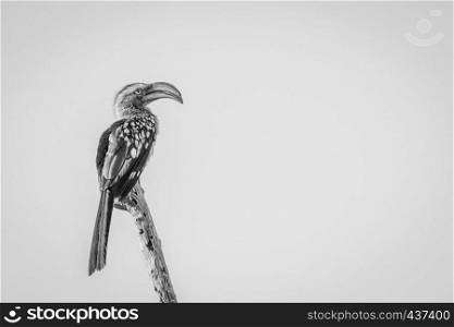Southern yellow-billed hornbill on a branch in black and white in the Okavango delta, Botswana.
