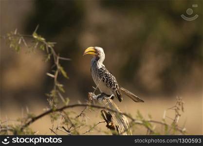 Southern yellow billed hornbill, Tockus leucomelas, Kruger National Park, South Africa