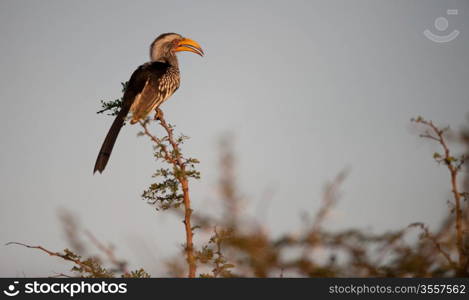 Southern Yellowbilled Hornbill (Tocus leucomelas), Hoedspruit, South Africa