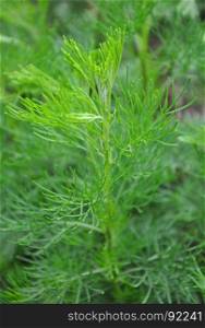 Southernwood (Artemisia abrotanum)
