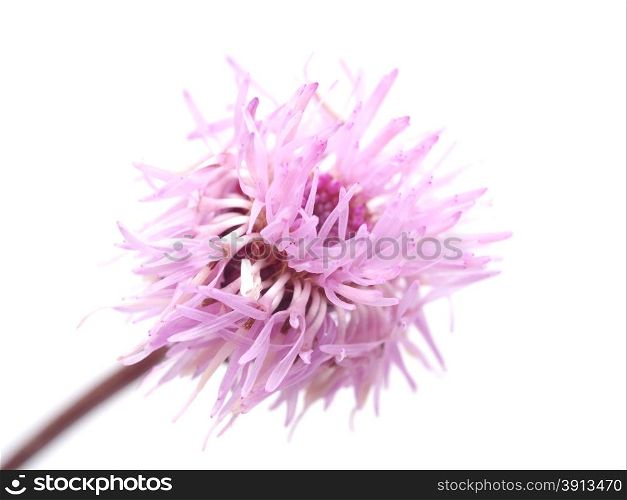 sow-thistle flowers on a white background