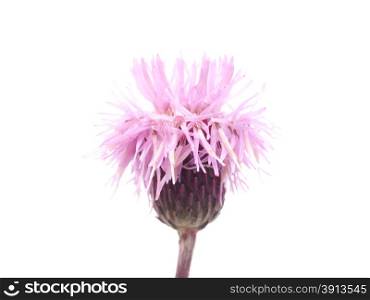 sow-thistle flowers on a white background