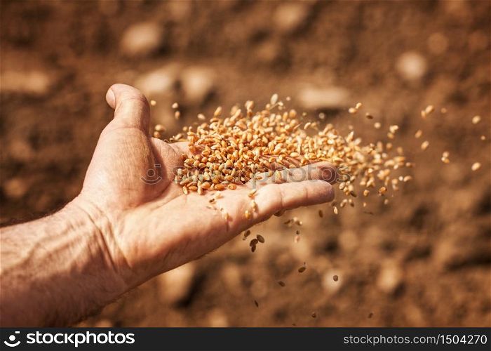 sower&rsquo;s hand with wheat seeds throwing to field