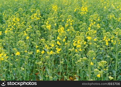 sowing crops of rapeseed, a flowering plant rape. a flowering plant, sowing crops of rapeseed