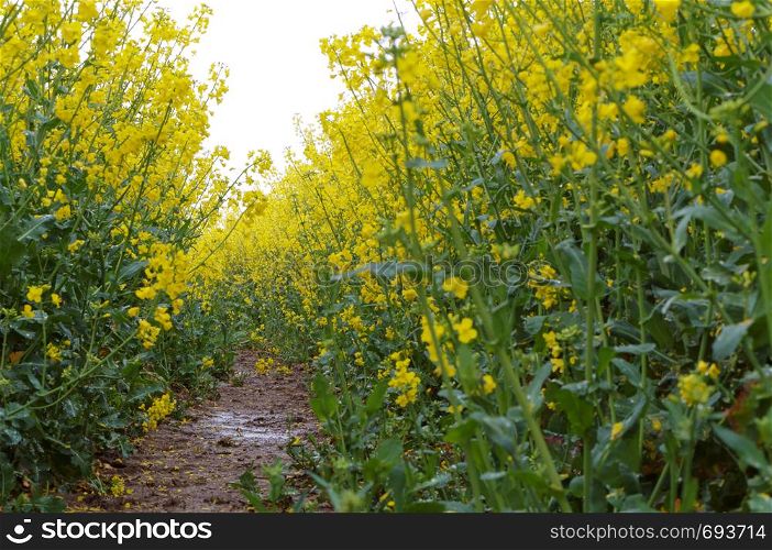 sowing crops of rapeseed, a flowering plant rape. a flowering plant, sowing crops of rapeseed