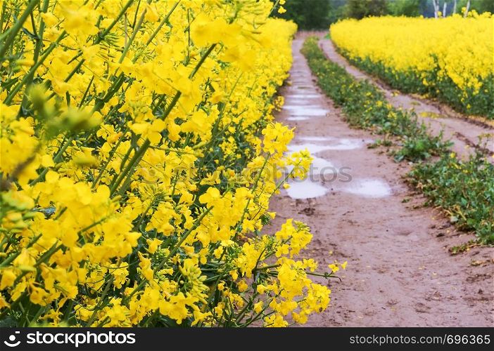sowing crops of rapeseed, a flowering plant rape. a flowering plant, sowing crops of rapeseed