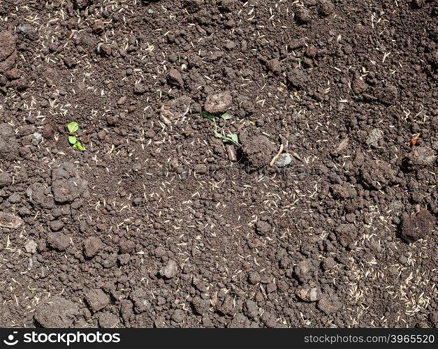 sowing grass seeds in loosened soil of lawn in spring