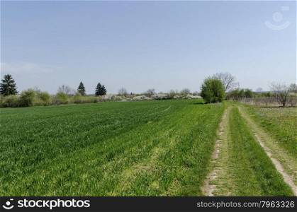 Sown wheat field and blossom trees in spring, Zavet town, Bulgaria