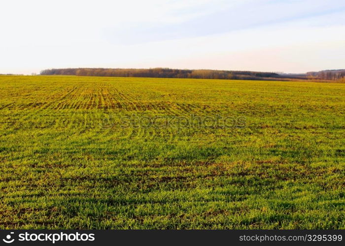 Sown winter wheat field. Late autumn, fine day