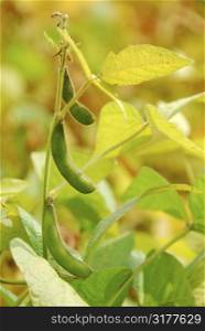 Soy beans growing on a soybean plant in a field