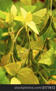 Soy beans growing on a soybean plants in a field