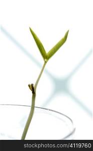 Soy early plant, growing in a glass