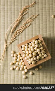 Soybean