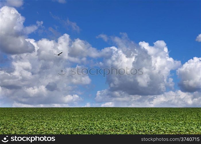 Soybean Field in sunny day