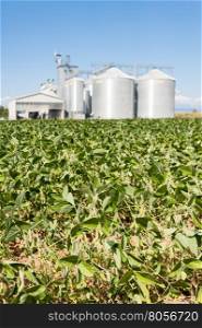 Soybean field. In the background, blurred a drying plant and silos