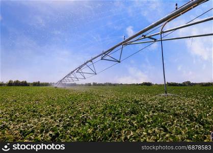 Soybean field irrigated by a pivot sprinkler systeem. Crop Irrigation using the center pivot sprinkler system