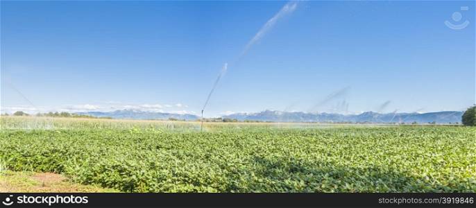 Soybean field irrigated with sprinklers, in the background the Alps