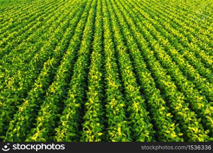 Soybean field with rows of soya bean plants. Aerial view. Agriculture in Austria. Soybean field with rows of soya bean plants. Aerial view