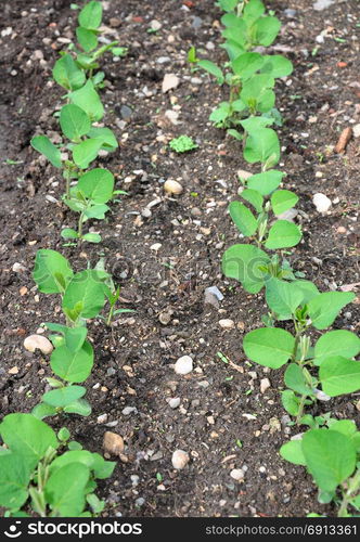 Soybean (Glycine max)