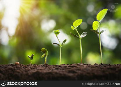 soybean growth in farm with green leaf background. agriculture plant seeding growing step concept