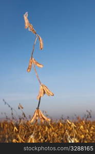 Soybean plants with mature beans on the background of blue sky. Period of harvest